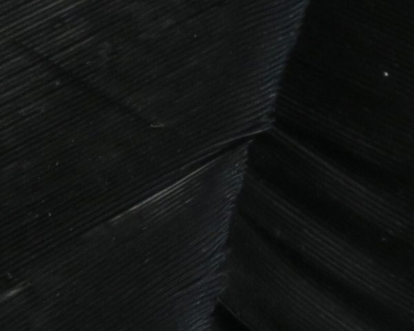 Turkey Biot Quills Online Sale - Image 5